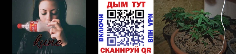 Каннабис OG Kush  где найти   Новосибирск 